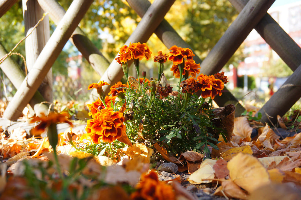 Piante autunnali: quali scegliere per il giardino?